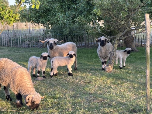 Wallische Schwarsnase schapen