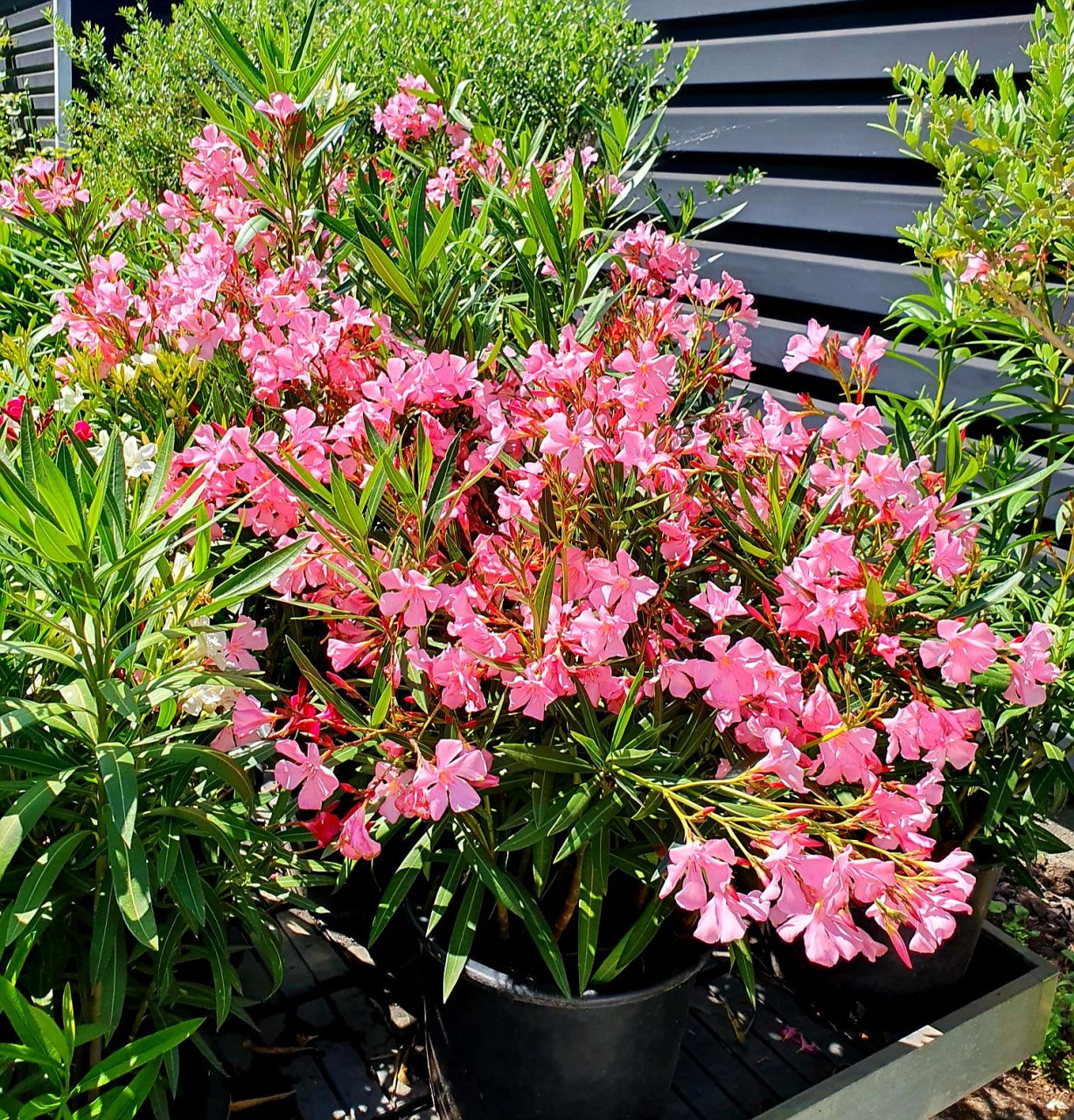 Oleanders