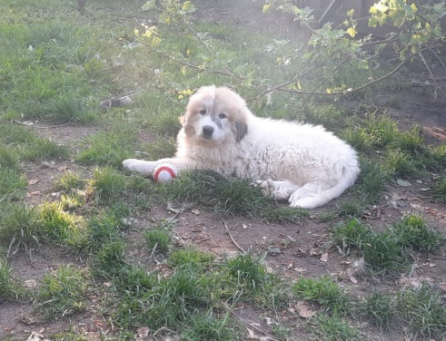 Pyreneese Berghond pup