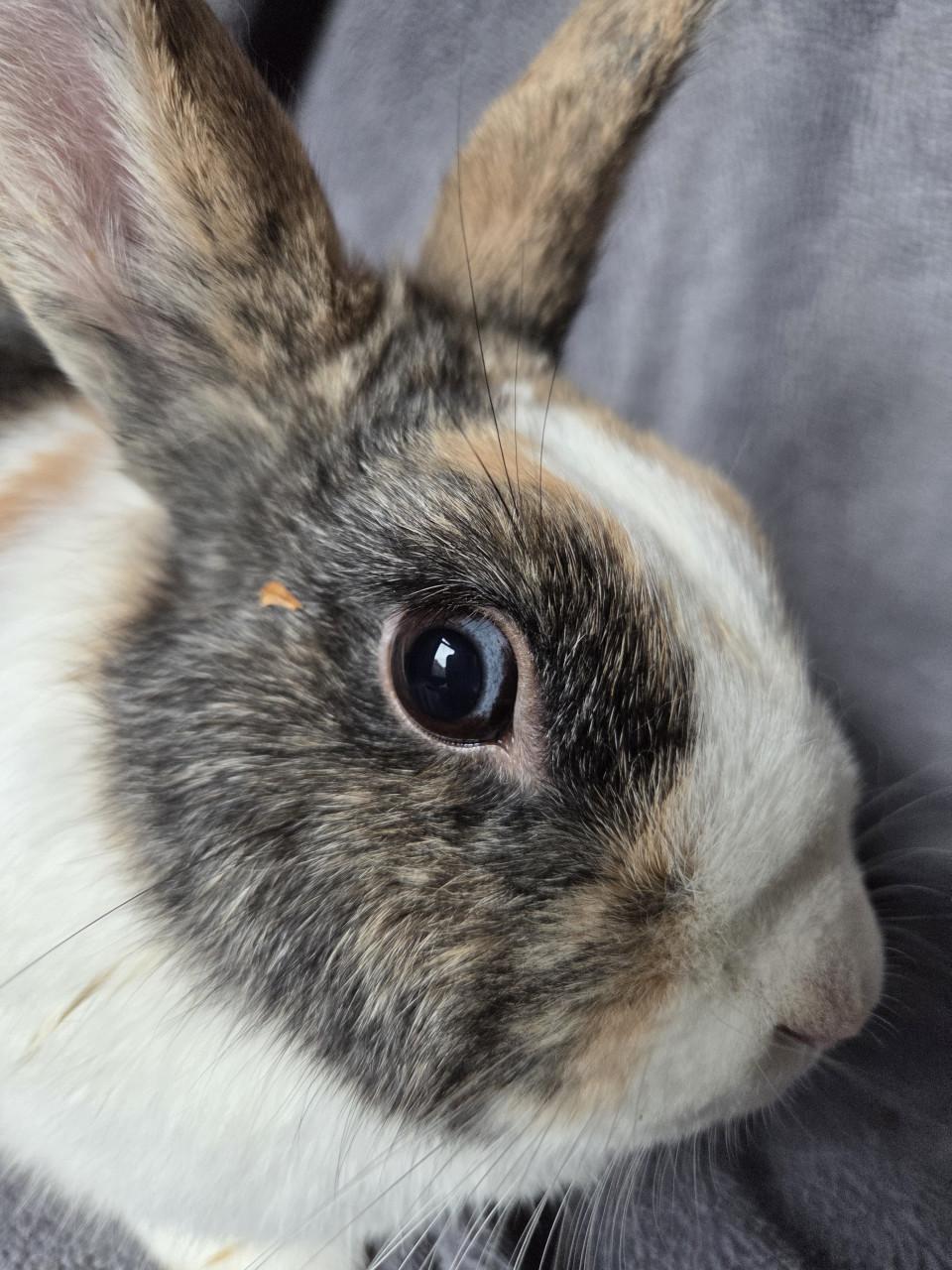 Lief konijntje zoekt vriendje