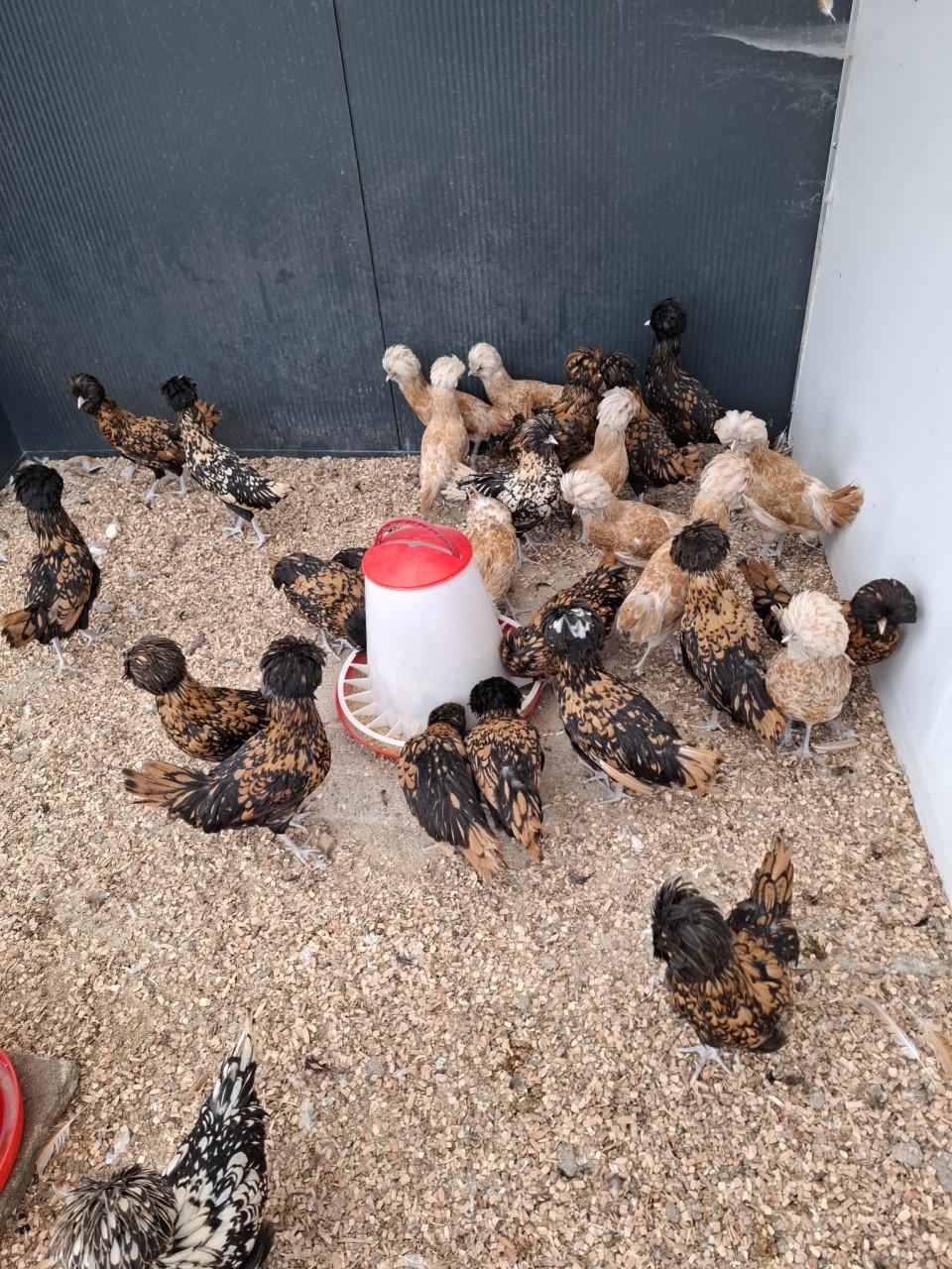 Grote keuze leghennen, sier- en krielkippen