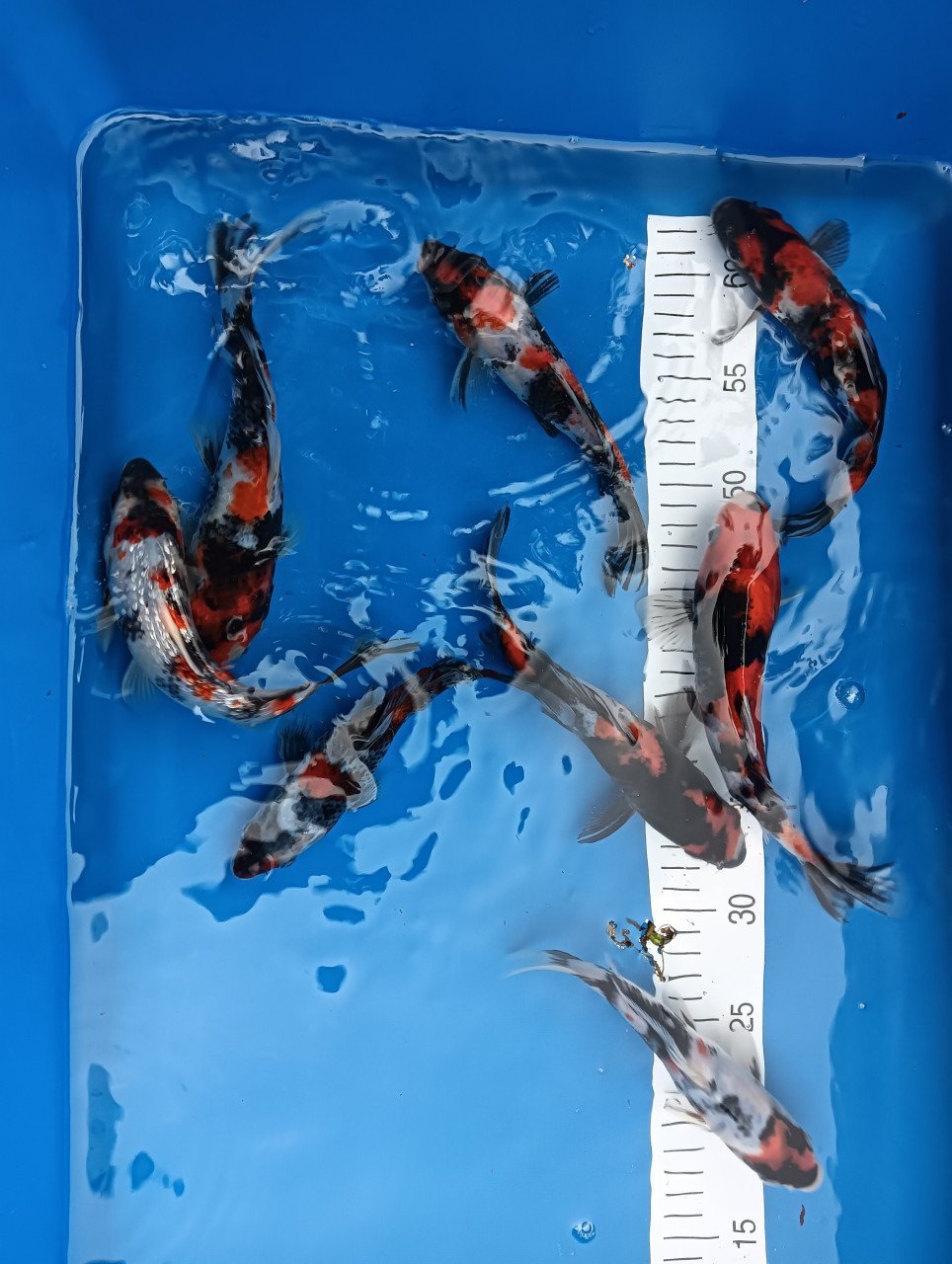 Japanse koi! Tosai showa