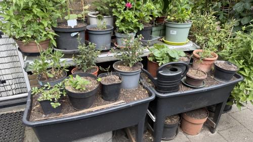 Bloempotten en kweekbakken met deksel