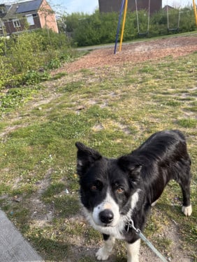 Bordercollie