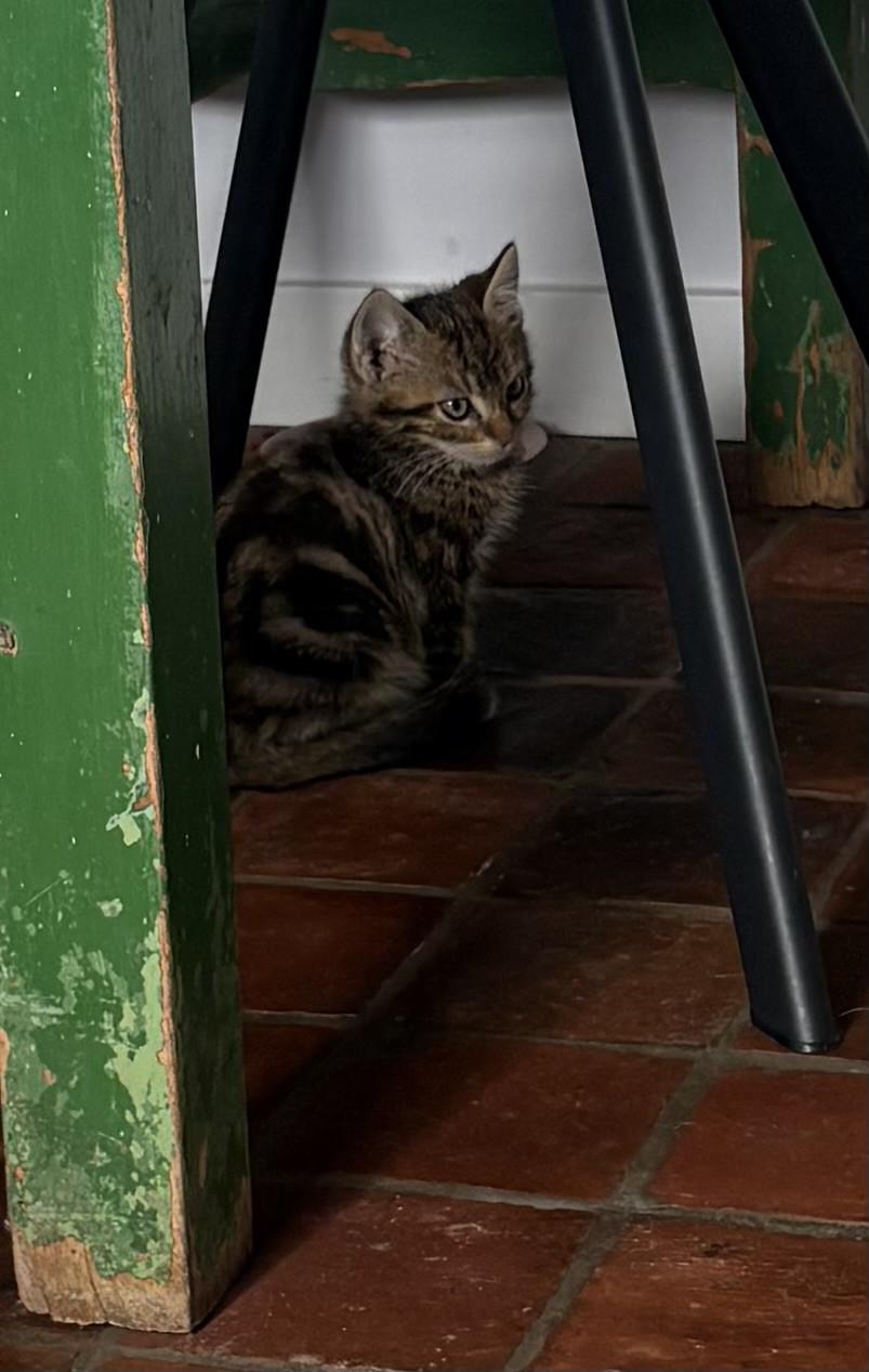 Schattig kitten