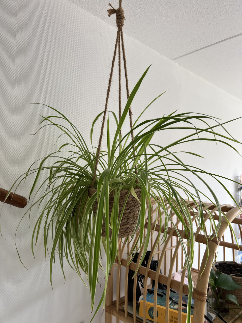 Diverse kamerplanten