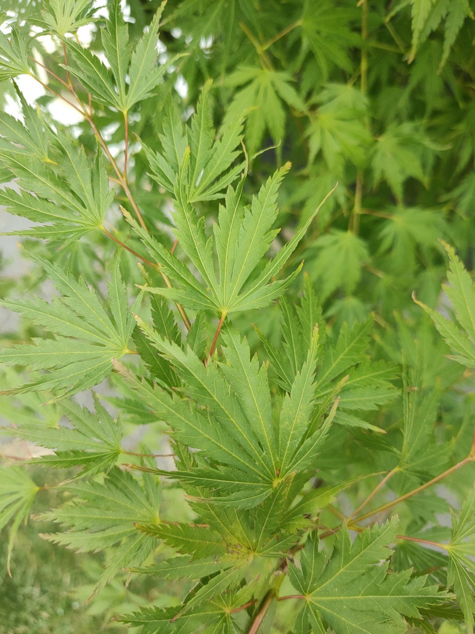 Japanse esdoorn orange lace Acer palmatum