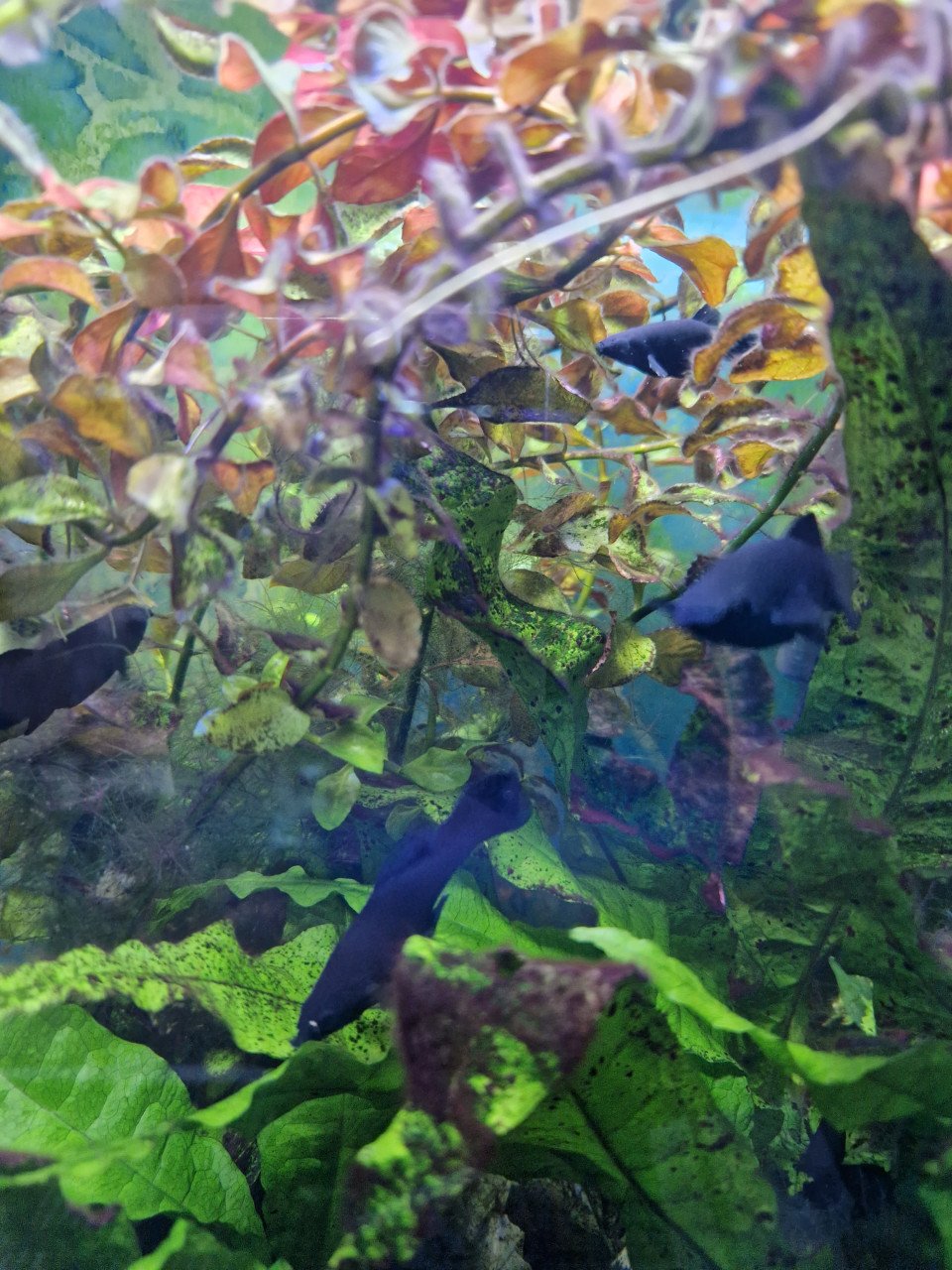 Black molly vis aqaurium