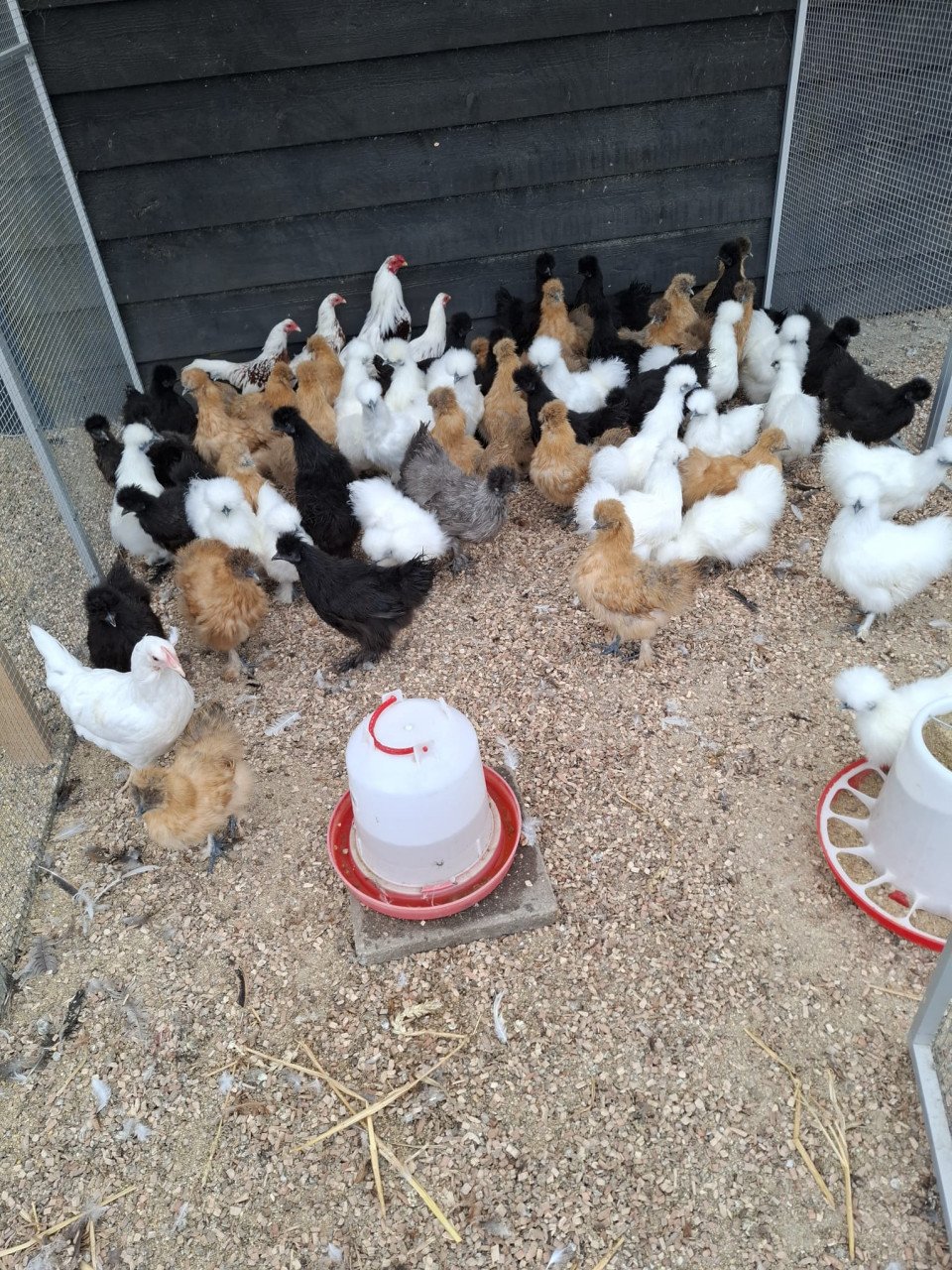 Kippen met kuifjes