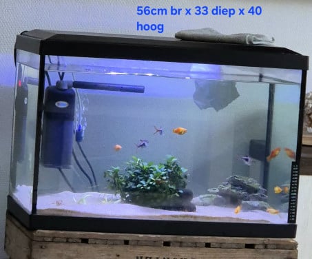 Platy 6x