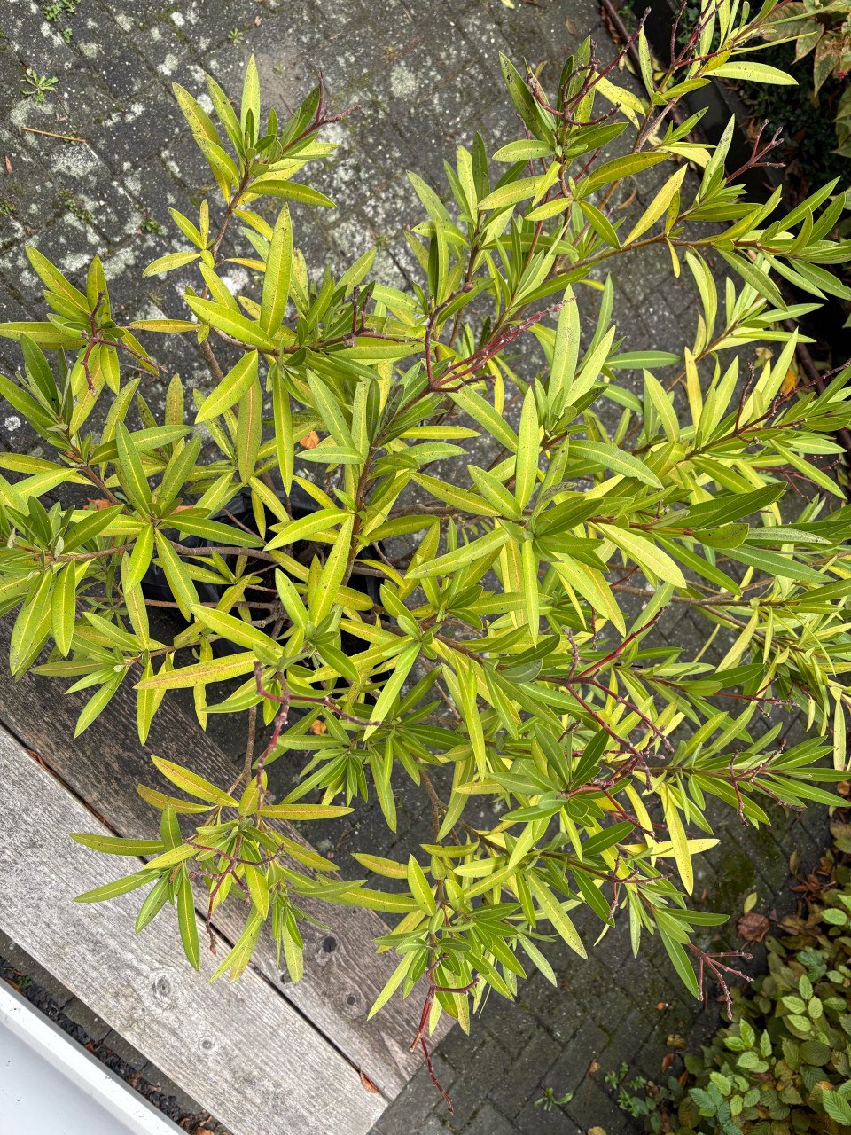 Gratis afhalen! Oleander met kluit