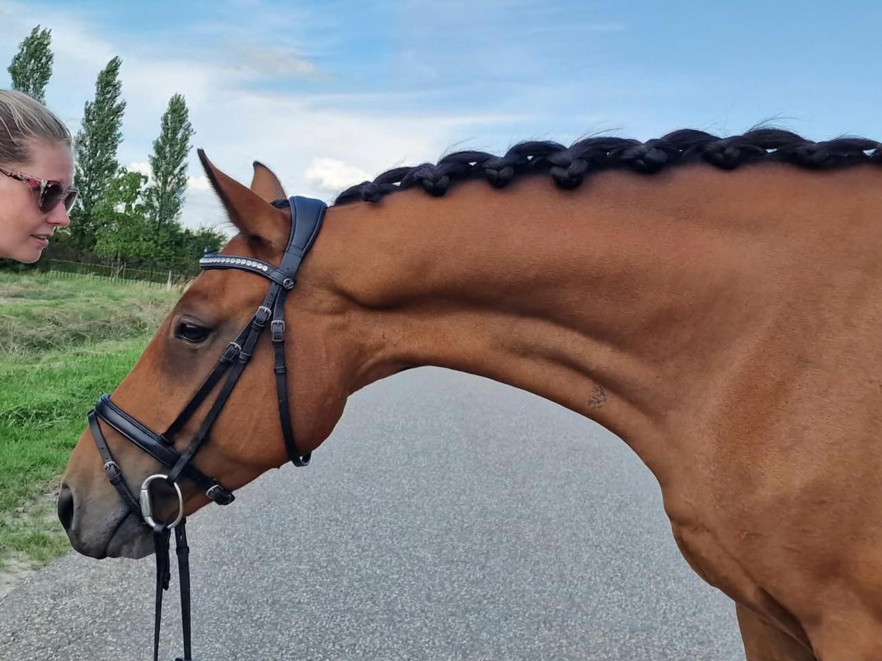 Lieve zangersheide