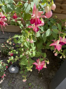 🌸Tuin hulp gezocht Goes🌸