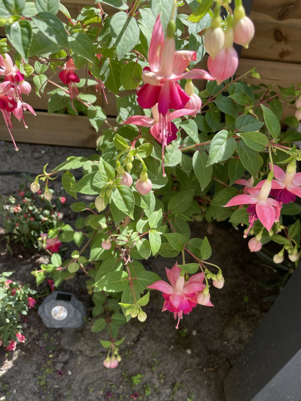 🌸Tuin hulp gezocht Goes🌸