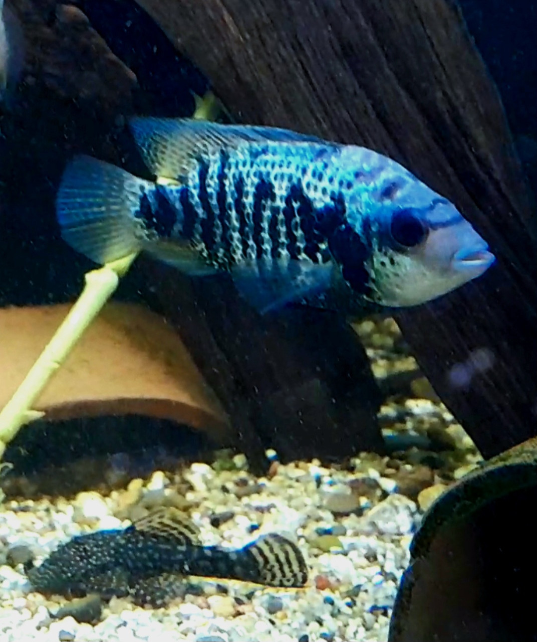 Jonge cichliden