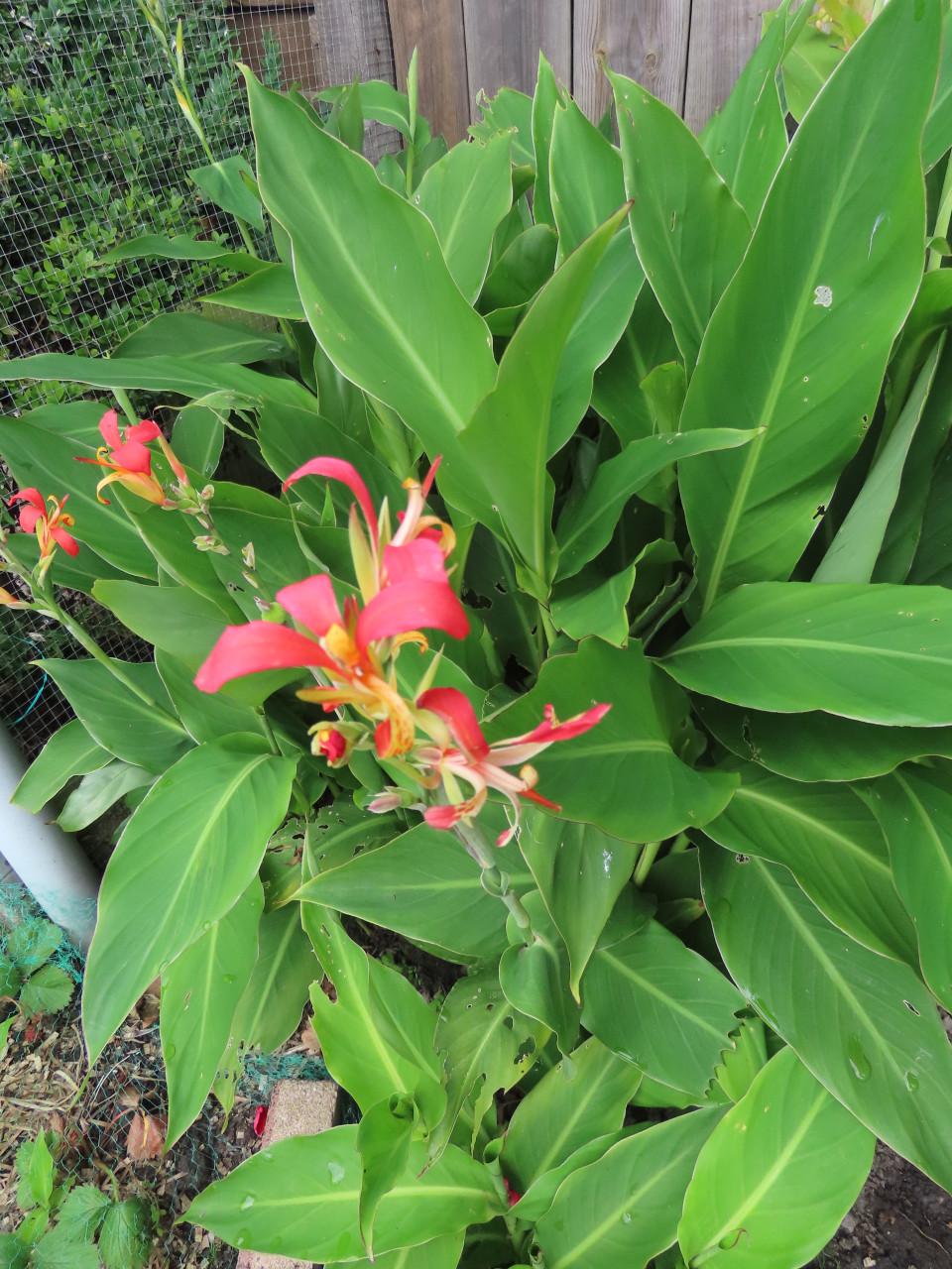 Canna Indica