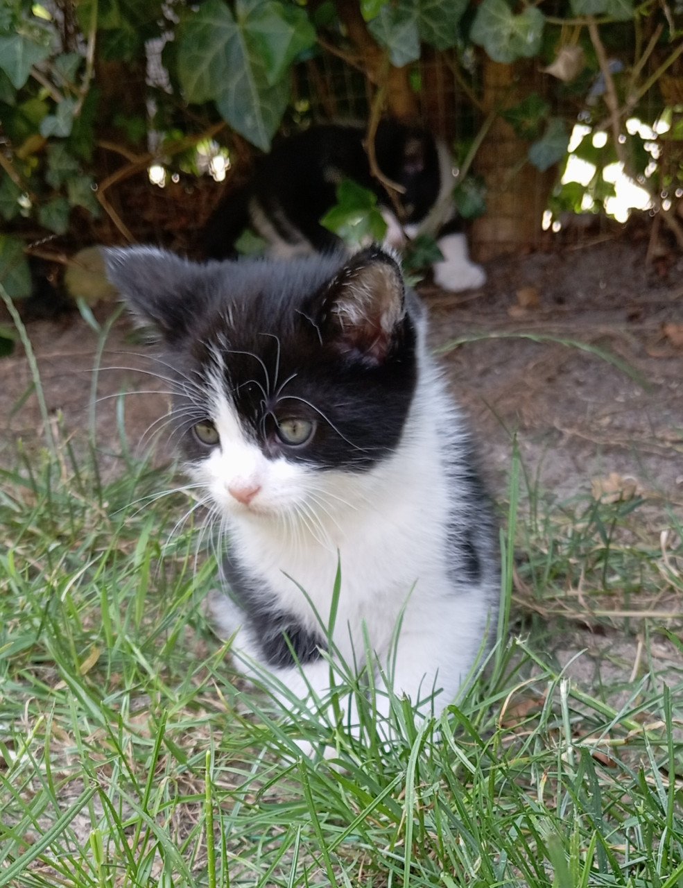 Kitten vrouwtje