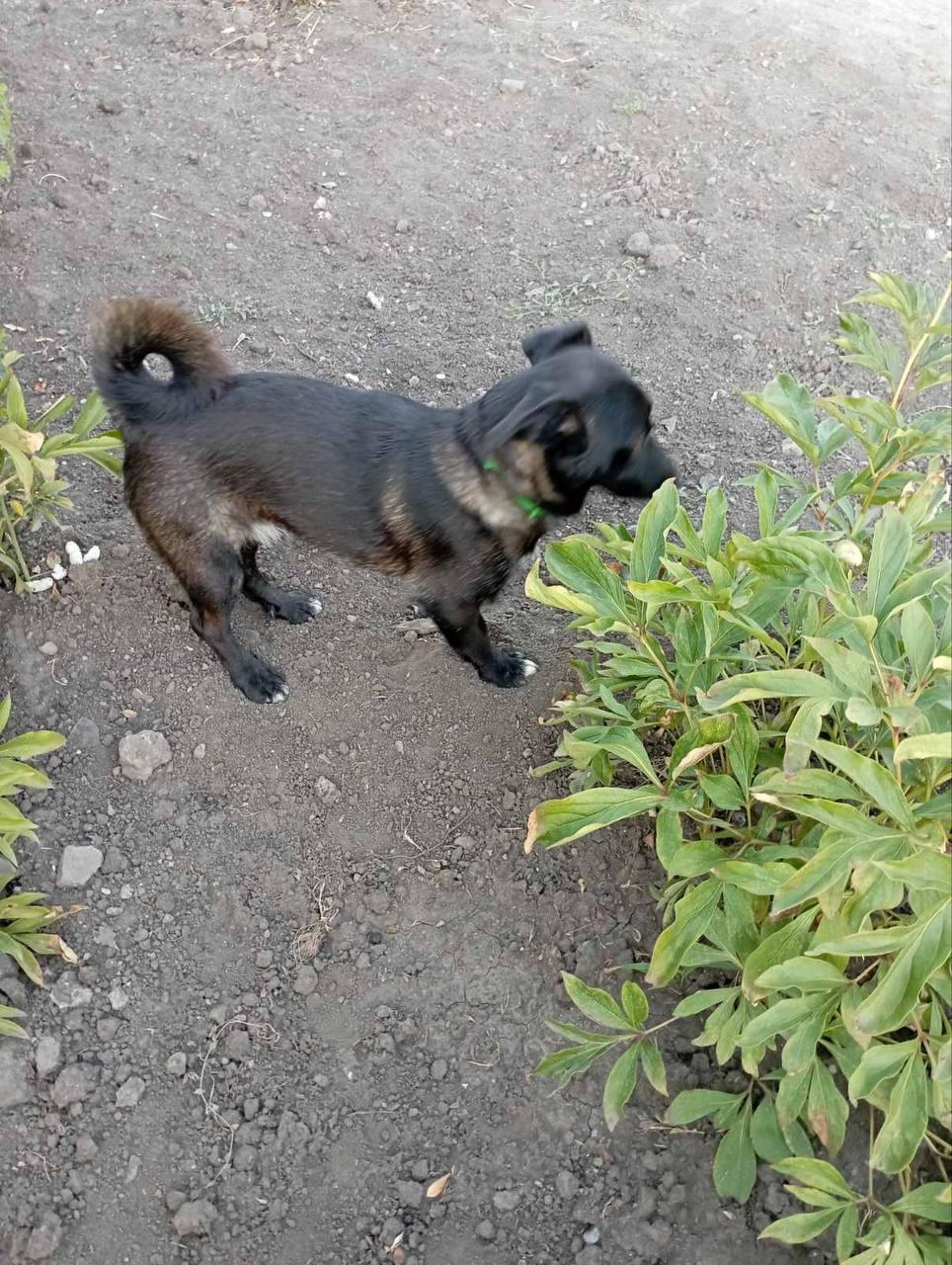 Klein hondje reu gecastreerd gechipt ontwormt ontvlooit  heeft Paspoort en