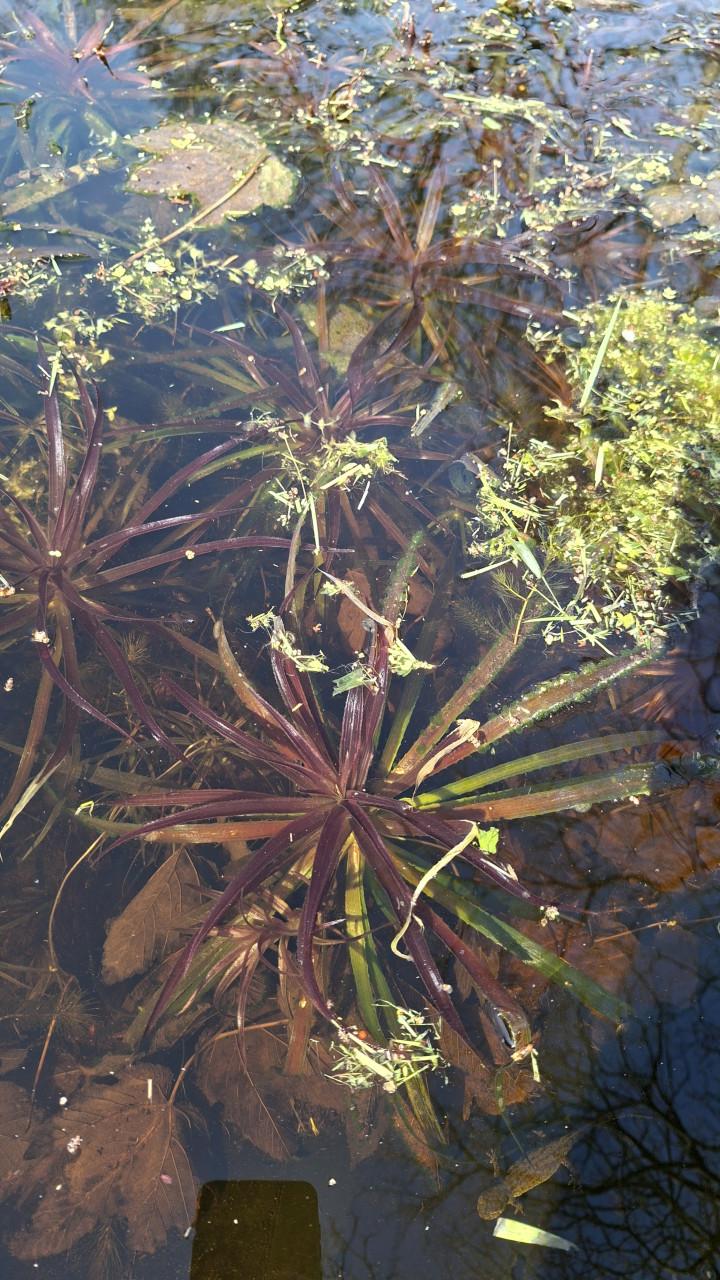 Krabbenscheer | Vijverplant