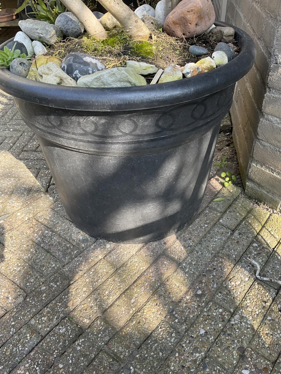 Mooie grote olijfboom