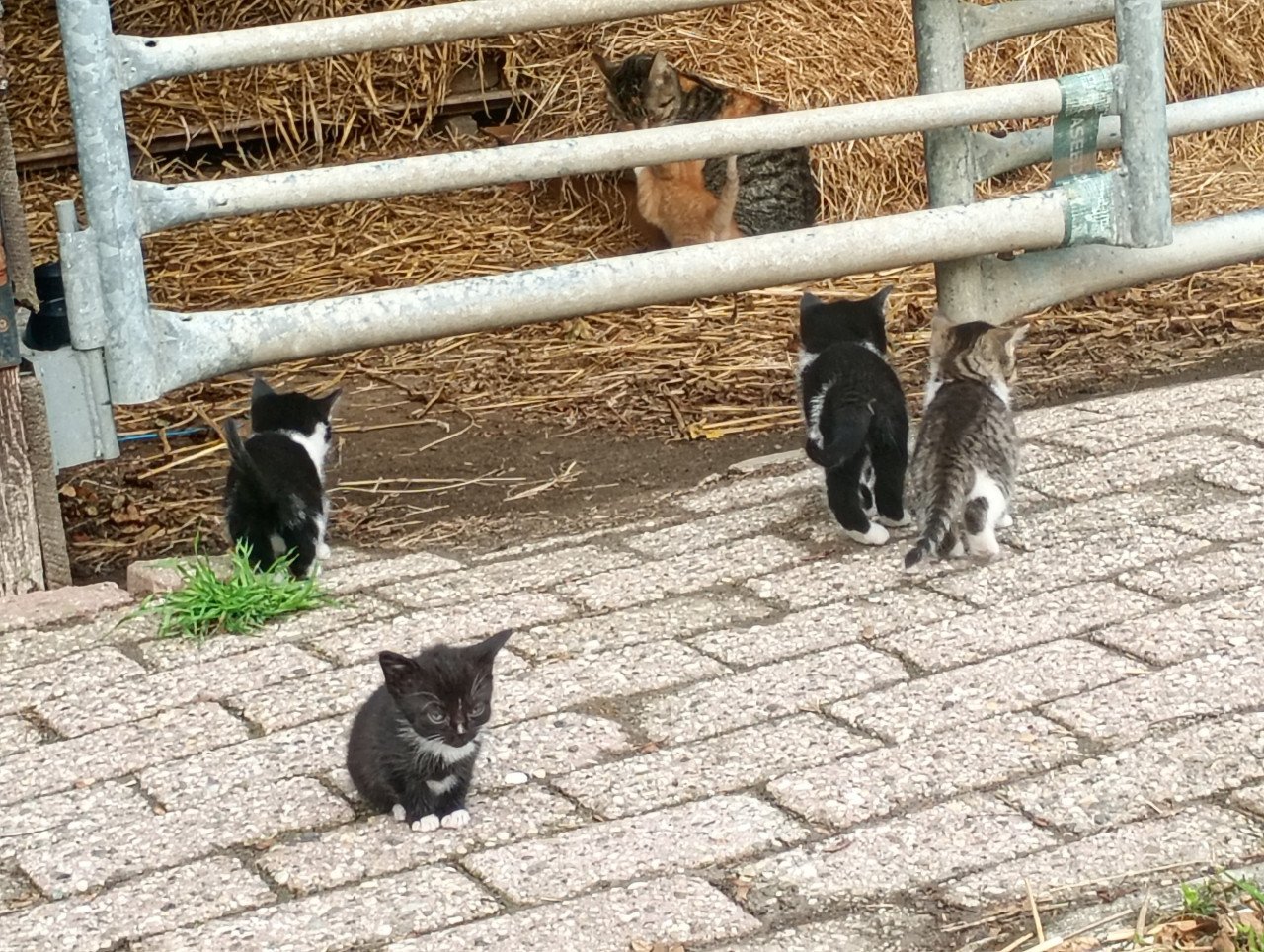 Kittens