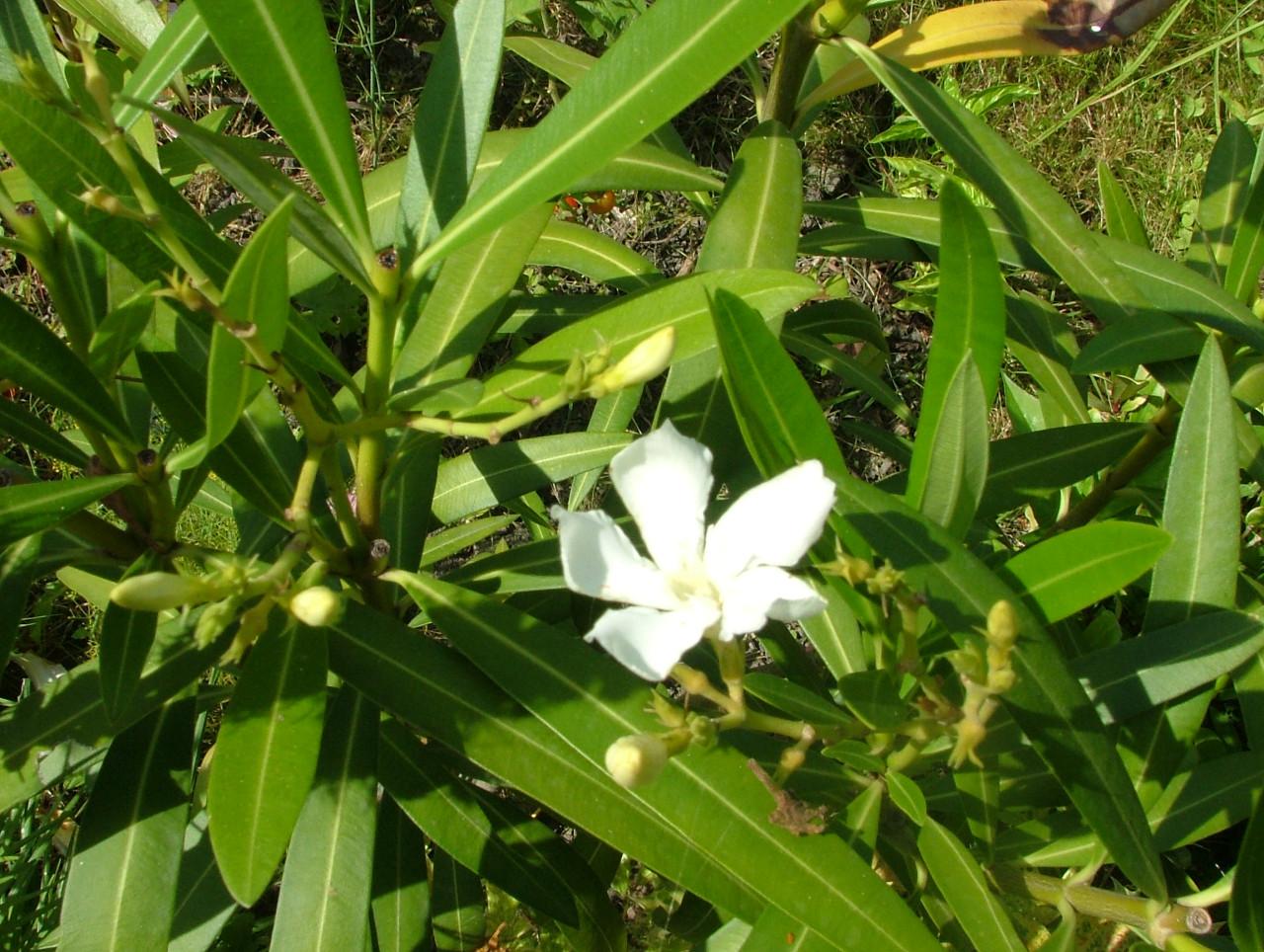 Diverse vaste planten