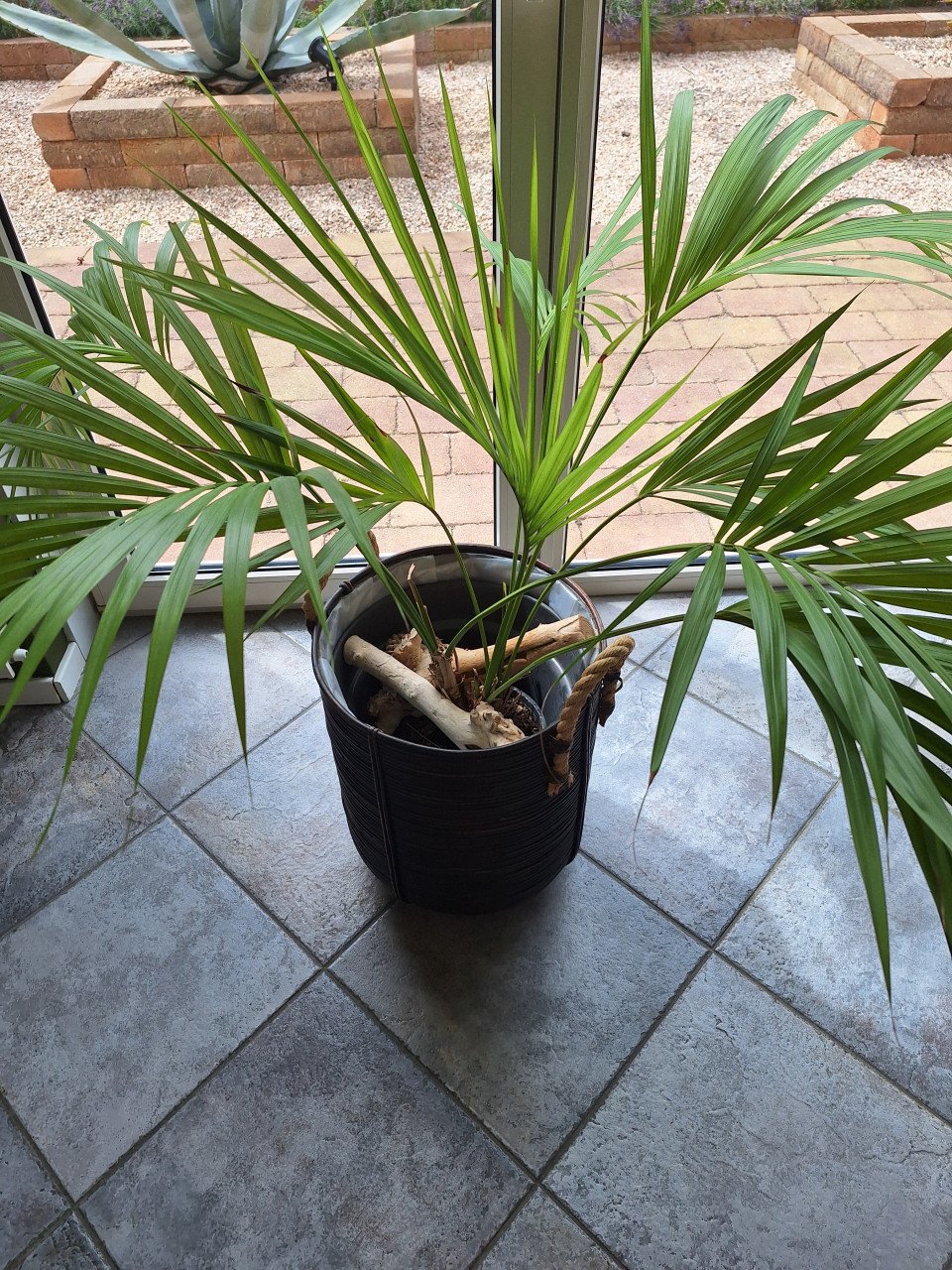 Plant