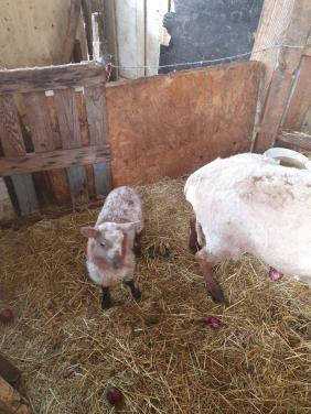 Schapen stel stelletjes lam lammeren lammetjes