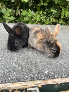 Baby konijntjes