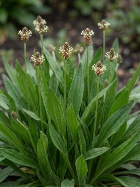 Zaden Smalle Weegbree - Plantago Lanceolata BIO