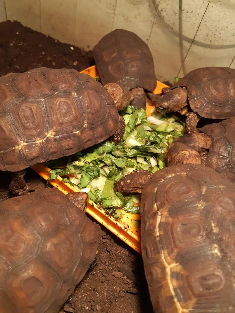 Kinixys belliana nogueyi