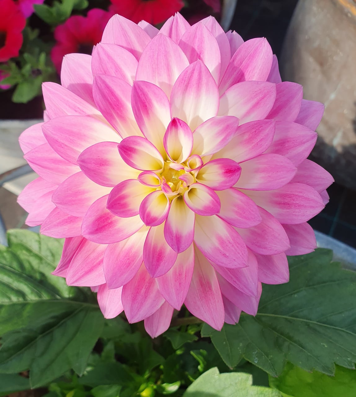 TUINPLANTEN Oudelande