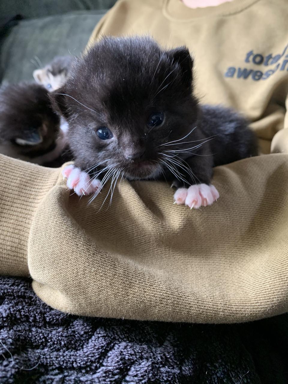 Kittens te koop ( gereserveerd)