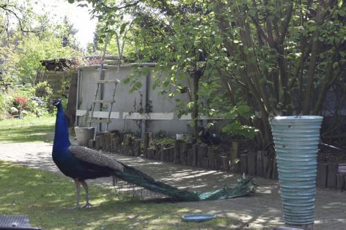 Blauwe pauw man en 2 hennen