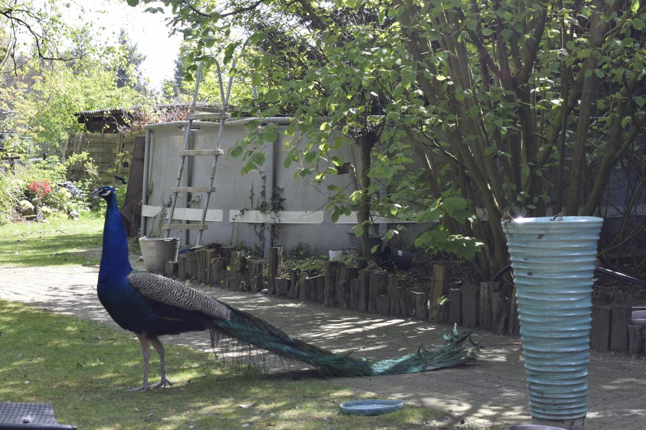 Blauwe pauw man en 2 hennen