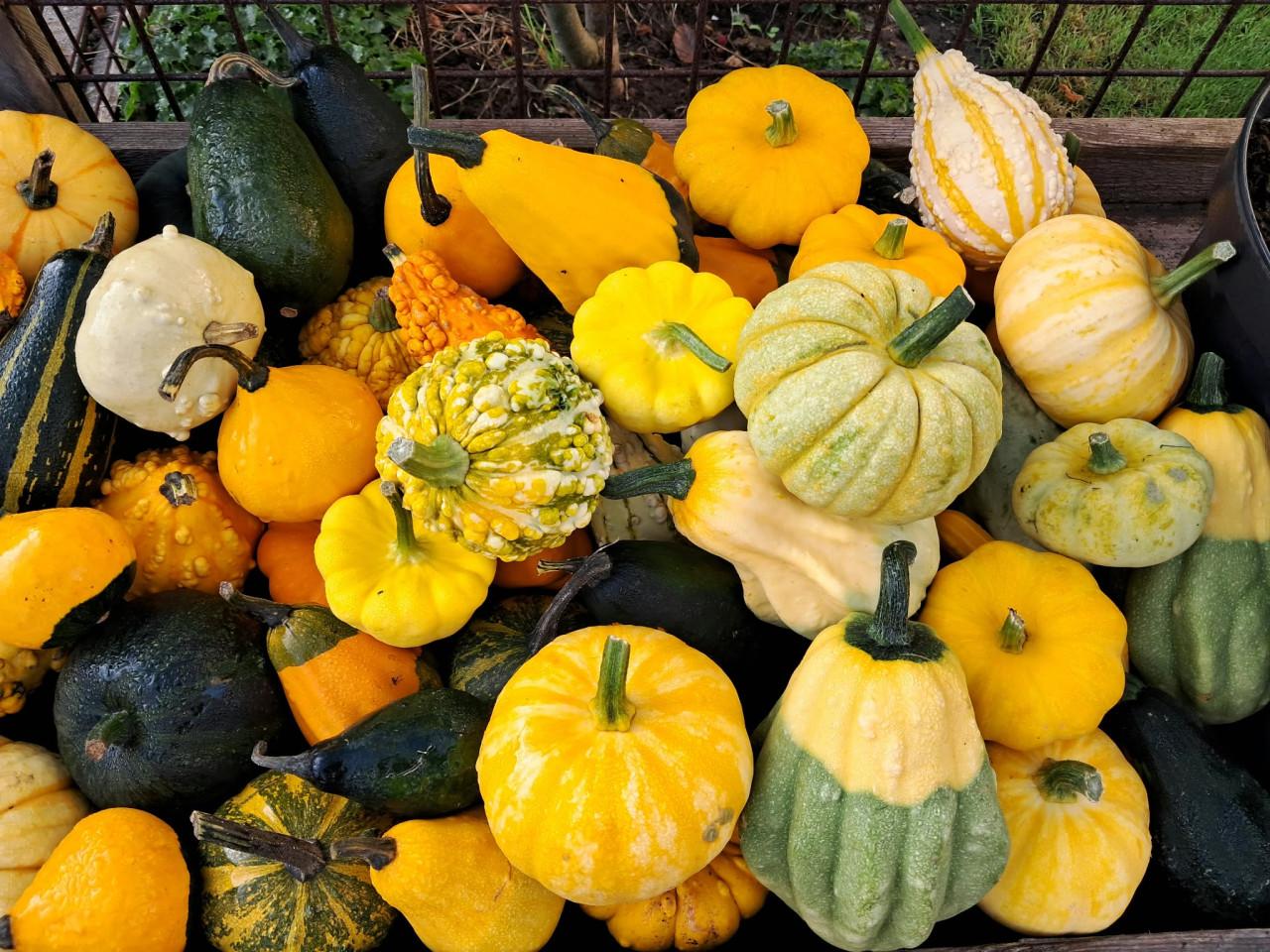 Kalebassen, pompoenen, courgettes en oleanders