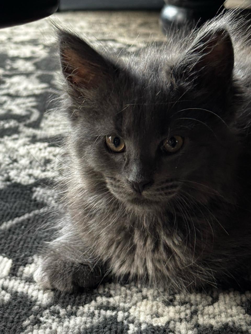 Maine coon kittens blue