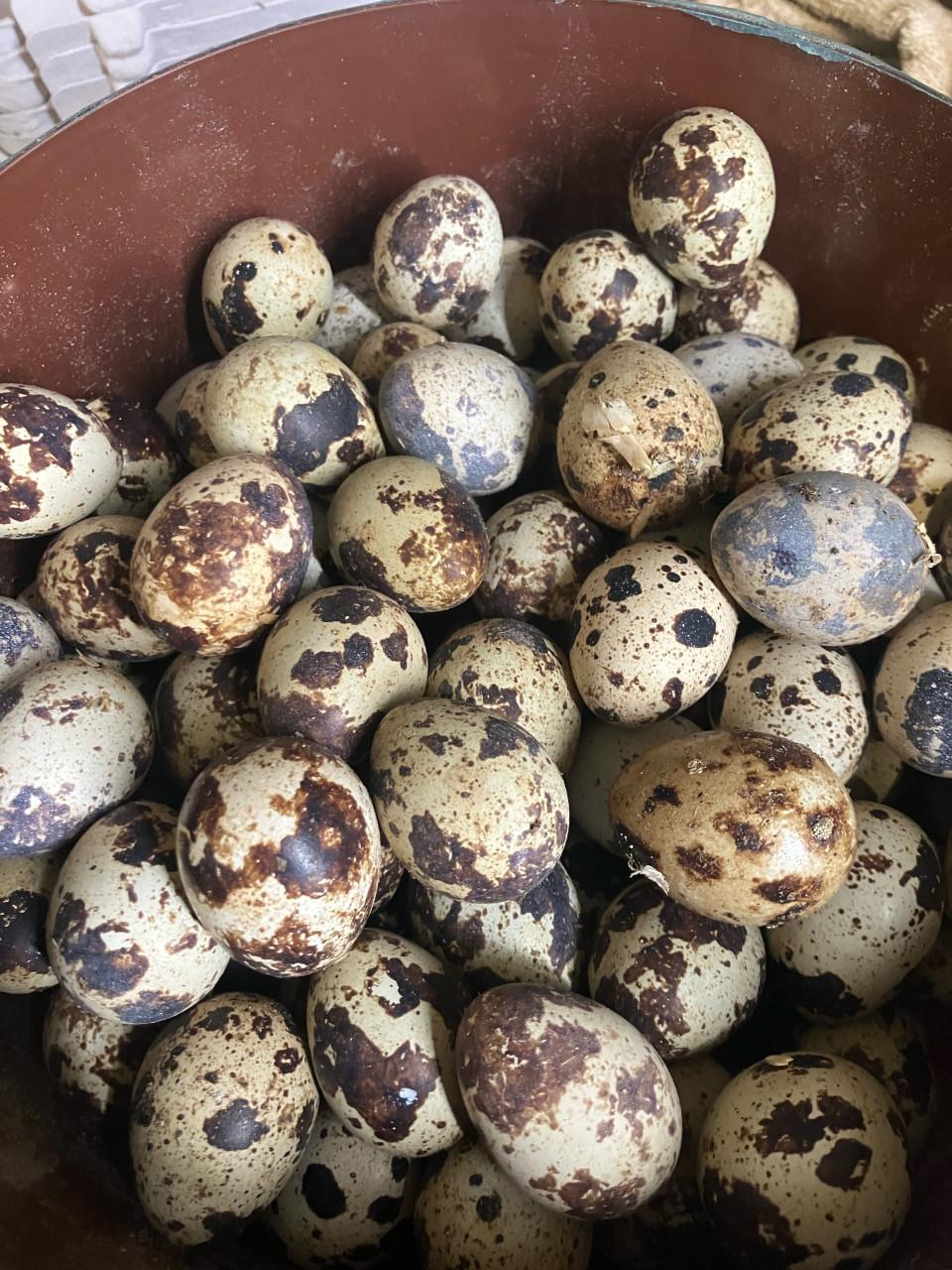 Japanse kwartel hennen