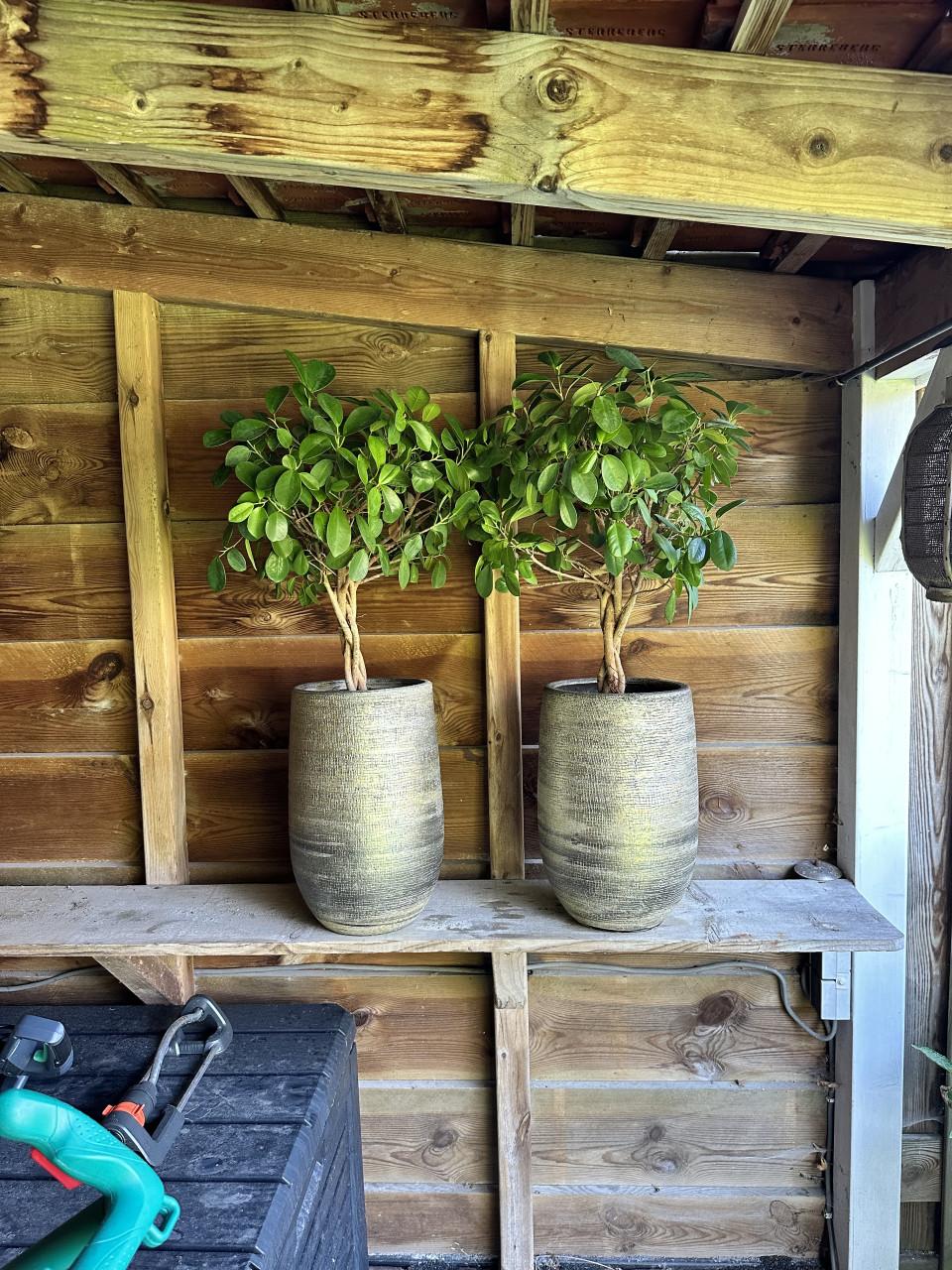 Twee bloempotten met planten, 40cm hoog, zo goed als nieuw