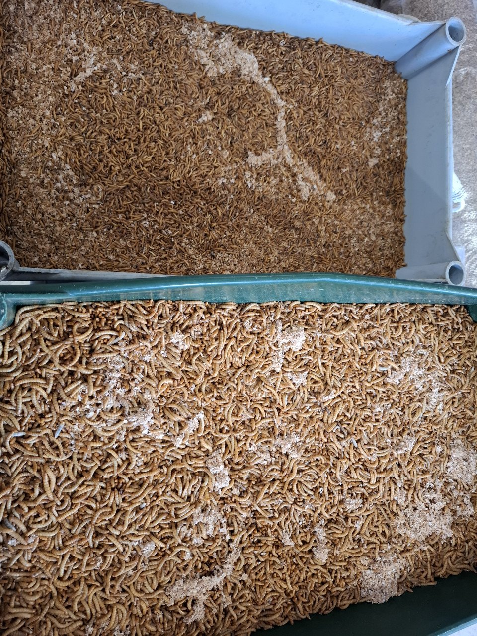 Diepvriesinsecten, levende meelwormen en buffalo