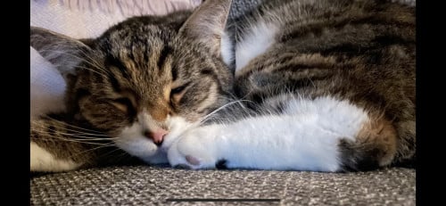 Lieve kattenvriend gezocht voor Morris! 🐾
