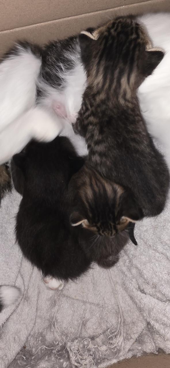 Supper schattige kittens