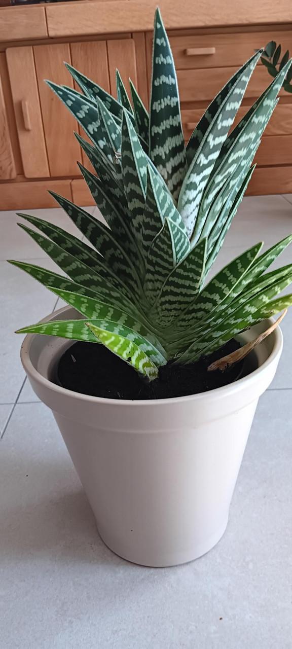 Mooie VETPLANT incl. BLOEMPOT