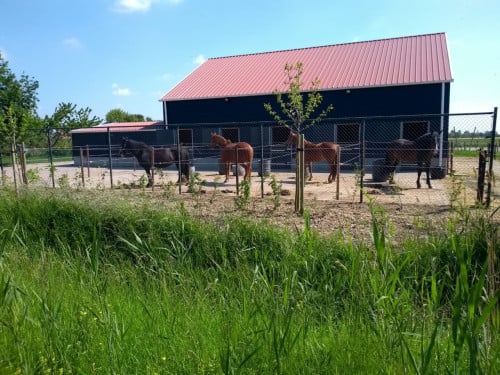 Pensionstal + weidegang