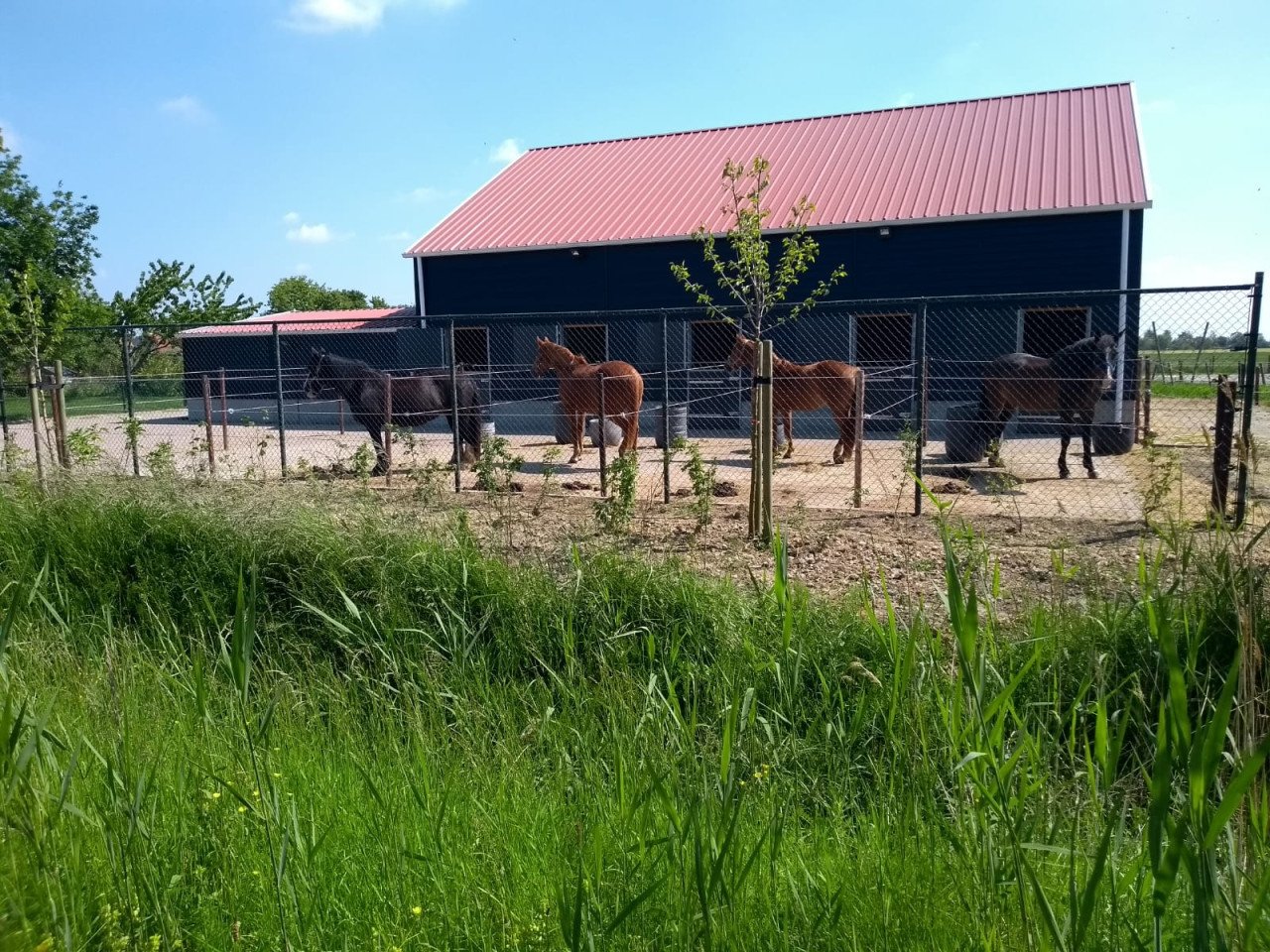 Pensionstal + weidegang