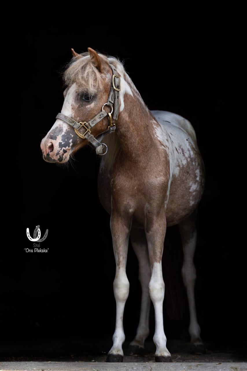 Super lieve mini paardje Ivy (merrie)