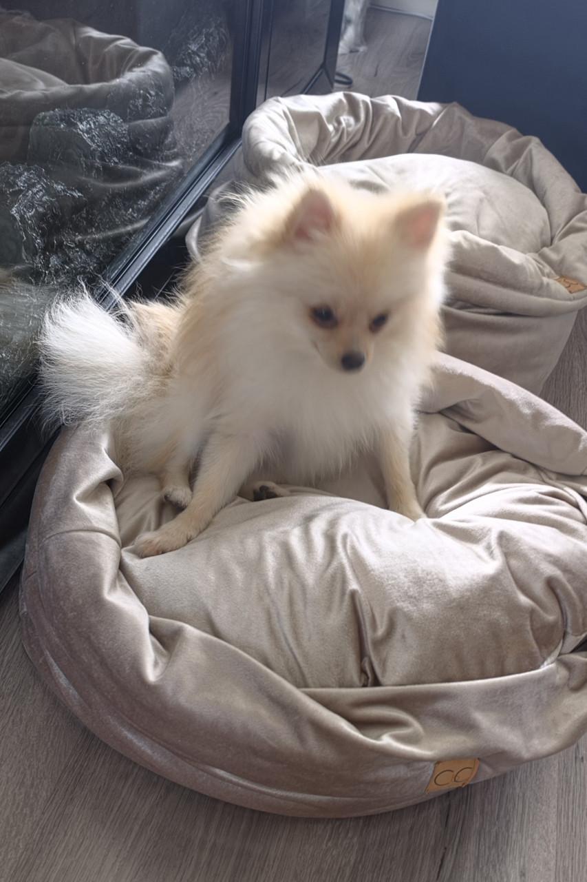 Pomeranian
