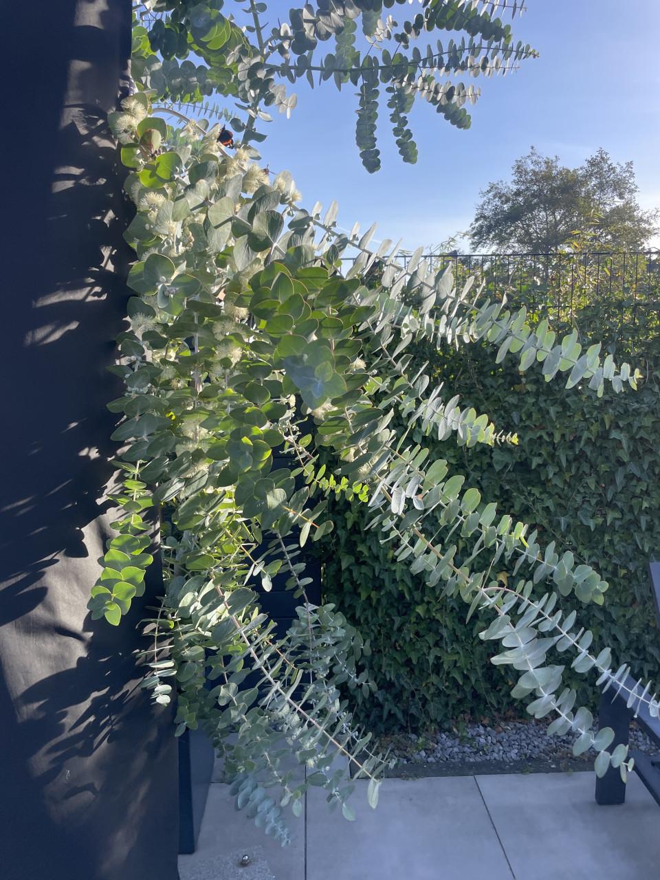 Eucalyptus