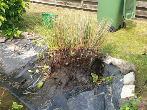 Gratis vijverplanten ophalen