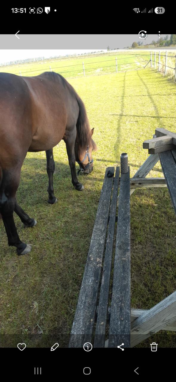 SPOED veulen te koop